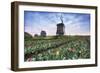 View of multi-coloured fields of tulips and windmills at spring, Berkmeer, Koggenland-Roberto Moiola-Framed Photographic Print