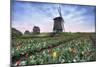 View of multi-coloured fields of tulips and windmills at spring, Berkmeer, Koggenland-Roberto Moiola-Mounted Photographic Print