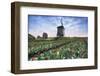 View of multi-coloured fields of tulips and windmills at spring, Berkmeer, Koggenland-Roberto Moiola-Framed Photographic Print