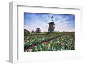 View of multi-coloured fields of tulips and windmills at spring, Berkmeer, Koggenland-Roberto Moiola-Framed Photographic Print