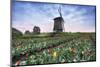 View of multi-coloured fields of tulips and windmills at spring, Berkmeer, Koggenland-Roberto Moiola-Mounted Photographic Print