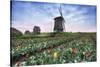 View of multi-coloured fields of tulips and windmills at spring, Berkmeer, Koggenland-Roberto Moiola-Stretched Canvas