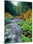 View of North Santiam River flowing through rocks, Willamette National Forest, Lane County, Oreg...-null-Mounted Photographic Print