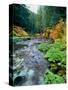 View of North Santiam River flowing through rocks, Willamette National Forest, Lane County, Oreg...-null-Stretched Canvas