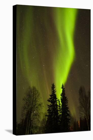 View of Northern Lights and Stars, Chena Hot Springs, Alaska, USA-Jaynes Gallery-Stretched Canvas