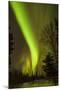 View of Northern Lights and Stars, Chena Hot Springs, Alaska, USA-Jaynes Gallery-Mounted Photographic Print