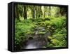 View of Old-Growth Forest, Olympic National Park, Washington State, USA-Stuart Westmorland-Framed Stretched Canvas