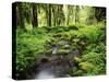 View of Old-Growth Forest, Olympic National Park, Washington State, USA-Stuart Westmorland-Stretched Canvas