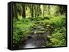 View of Old-Growth Forest, Olympic National Park, Washington State, USA-Stuart Westmorland-Framed Stretched Canvas