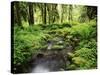 View of Old-Growth Forest, Olympic National Park, Washington State, USA-Stuart Westmorland-Stretched Canvas