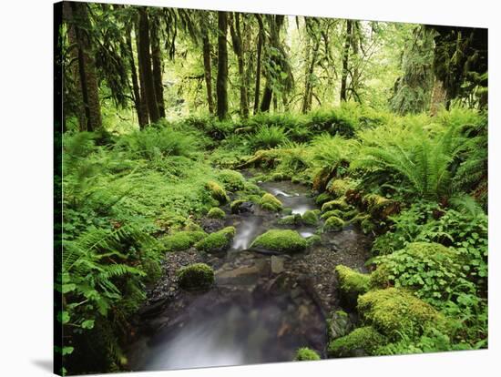 View of Old-Growth Forest, Olympic National Park, Washington State, USA-Stuart Westmorland-Stretched Canvas