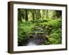 View of Old-Growth Forest, Olympic National Park, Washington State, USA-Stuart Westmorland-Framed Premium Photographic Print