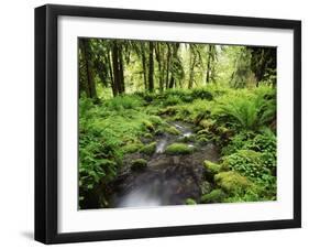 View of Old-Growth Forest, Olympic National Park, Washington State, USA-Stuart Westmorland-Framed Premium Photographic Print