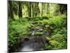 View of Old-Growth Forest, Olympic National Park, Washington State, USA-Stuart Westmorland-Mounted Premium Photographic Print