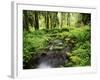 View of Old-Growth Forest, Olympic National Park, Washington State, USA-Stuart Westmorland-Framed Photographic Print