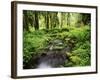 View of Old-Growth Forest, Olympic National Park, Washington State, USA-Stuart Westmorland-Framed Photographic Print