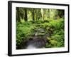 View of Old-Growth Forest, Olympic National Park, Washington State, USA-Stuart Westmorland-Framed Photographic Print