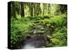 View of Old-Growth Forest, Olympic National Park, Washington State, USA-Stuart Westmorland-Stretched Canvas