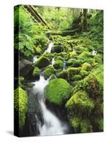 View of Olympic National Park, Stream, Moss-Covered Rocks, Washington, USA-Stuart Westmorland-Stretched Canvas