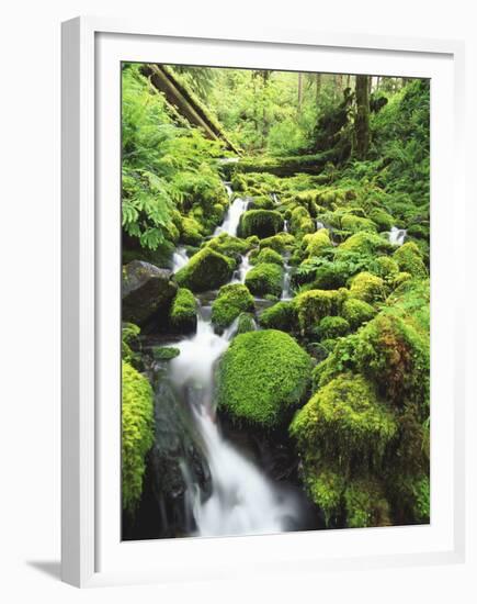 View of Olympic National Park, Stream, Moss-Covered Rocks, Washington, USA-Stuart Westmorland-Framed Premium Photographic Print