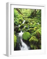 View of Olympic National Park, Stream, Moss-Covered Rocks, Washington, USA-Stuart Westmorland-Framed Photographic Print