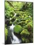 View of Olympic National Park, Stream, Moss-Covered Rocks, Washington, USA-Stuart Westmorland-Mounted Photographic Print