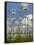 View of Ox-Eye Daisies (Leucanthemum Vulgare), Carpeting Hay Meadow, Wiltshire, England-Nick Upton-Framed Stretched Canvas