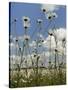 View of Ox-Eye Daisies (Leucanthemum Vulgare), Carpeting Hay Meadow, Wiltshire, England-Nick Upton-Stretched Canvas