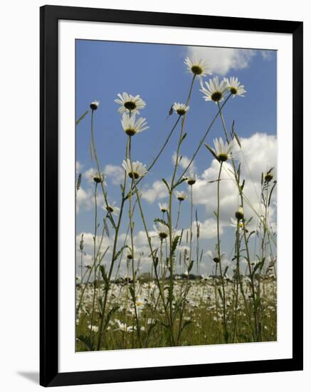 View of Ox-Eye Daisies (Leucanthemum Vulgare), Carpeting Hay Meadow, Wiltshire, England-Nick Upton-Framed Photographic Print