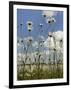 View of Ox-Eye Daisies (Leucanthemum Vulgare), Carpeting Hay Meadow, Wiltshire, England-Nick Upton-Framed Photographic Print