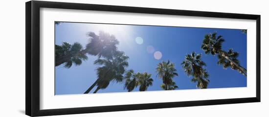 View of Palm Trees, Downtown San Jose, San Jose, Santa Clara County, California, USA-null-Framed Photographic Print