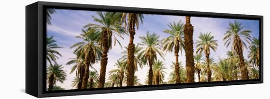 View of Palm Trees, Furnace Creek, Death Valley, Death Valley National Park, California, USA-null-Framed Stretched Canvas