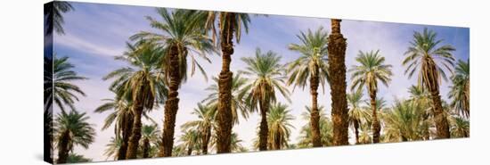 View of Palm Trees, Furnace Creek, Death Valley, Death Valley National Park, California, USA-null-Stretched Canvas