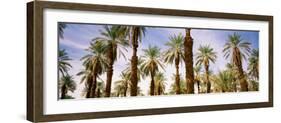 View of Palm Trees, Furnace Creek, Death Valley, Death Valley National Park, California, USA-null-Framed Photographic Print