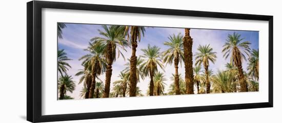 View of Palm Trees, Furnace Creek, Death Valley, Death Valley National Park, California, USA-null-Framed Photographic Print