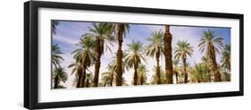 View of Palm Trees, Furnace Creek, Death Valley, Death Valley National Park, California, USA-null-Framed Photographic Print