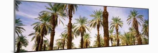 View of Palm Trees, Furnace Creek, Death Valley, Death Valley National Park, California, USA-null-Mounted Photographic Print