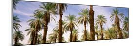 View of Palm Trees, Furnace Creek, Death Valley, Death Valley National Park, California, USA-null-Mounted Photographic Print