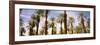 View of Palm Trees, Furnace Creek, Death Valley, Death Valley National Park, California, USA-null-Framed Photographic Print