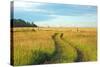 View of Pasture in Northern Russian Village with Earth Road-svic-Stretched Canvas