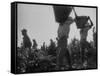 View of People Picking Grapes During Harvest-null-Framed Stretched Canvas