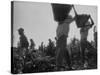 View of People Picking Grapes During Harvest-null-Stretched Canvas