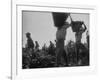 View of People Picking Grapes During Harvest-null-Framed Photographic Print