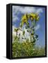 View of Perforate (Common) St. John's Wort (Hypericum Perforatum), Chalk Grassland Meadow, England-Nick Upton-Framed Stretched Canvas