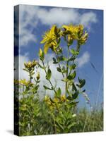 View of Perforate (Common) St. John's Wort (Hypericum Perforatum), Chalk Grassland Meadow, England-Nick Upton-Stretched Canvas