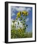 View of Perforate (Common) St. John's Wort (Hypericum Perforatum), Chalk Grassland Meadow, England-Nick Upton-Framed Photographic Print