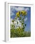 View of Perforate (Common) St. John's Wort (Hypericum Perforatum), Chalk Grassland Meadow, England-Nick Upton-Framed Photographic Print