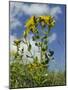 View of Perforate (Common) St. John's Wort (Hypericum Perforatum), Chalk Grassland Meadow, England-Nick Upton-Mounted Photographic Print