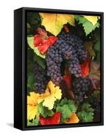 View of Pinot Noir Grape, Willamette Valley, Oregon, USA-Stuart Westmorland-Framed Stretched Canvas