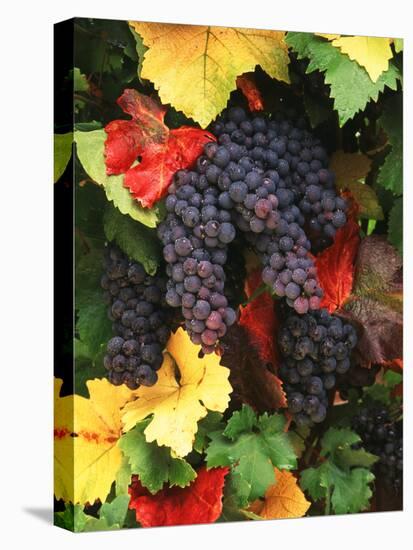 View of Pinot Noir Grape, Willamette Valley, Oregon, USA-Stuart Westmorland-Stretched Canvas